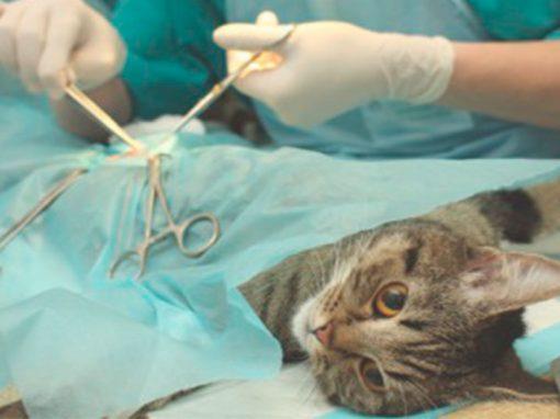 cirugía de mascotas clínica veterinaria en Salou