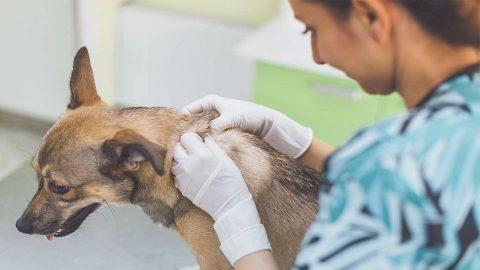 servicios veterinarios en Reus dermatología