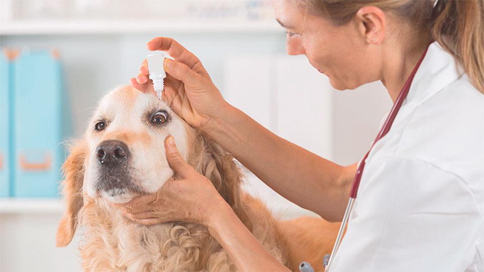 oftalmologia mascotas en Reus
