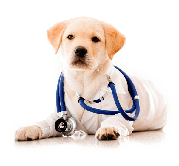 esterilización de perro y perra en Reus