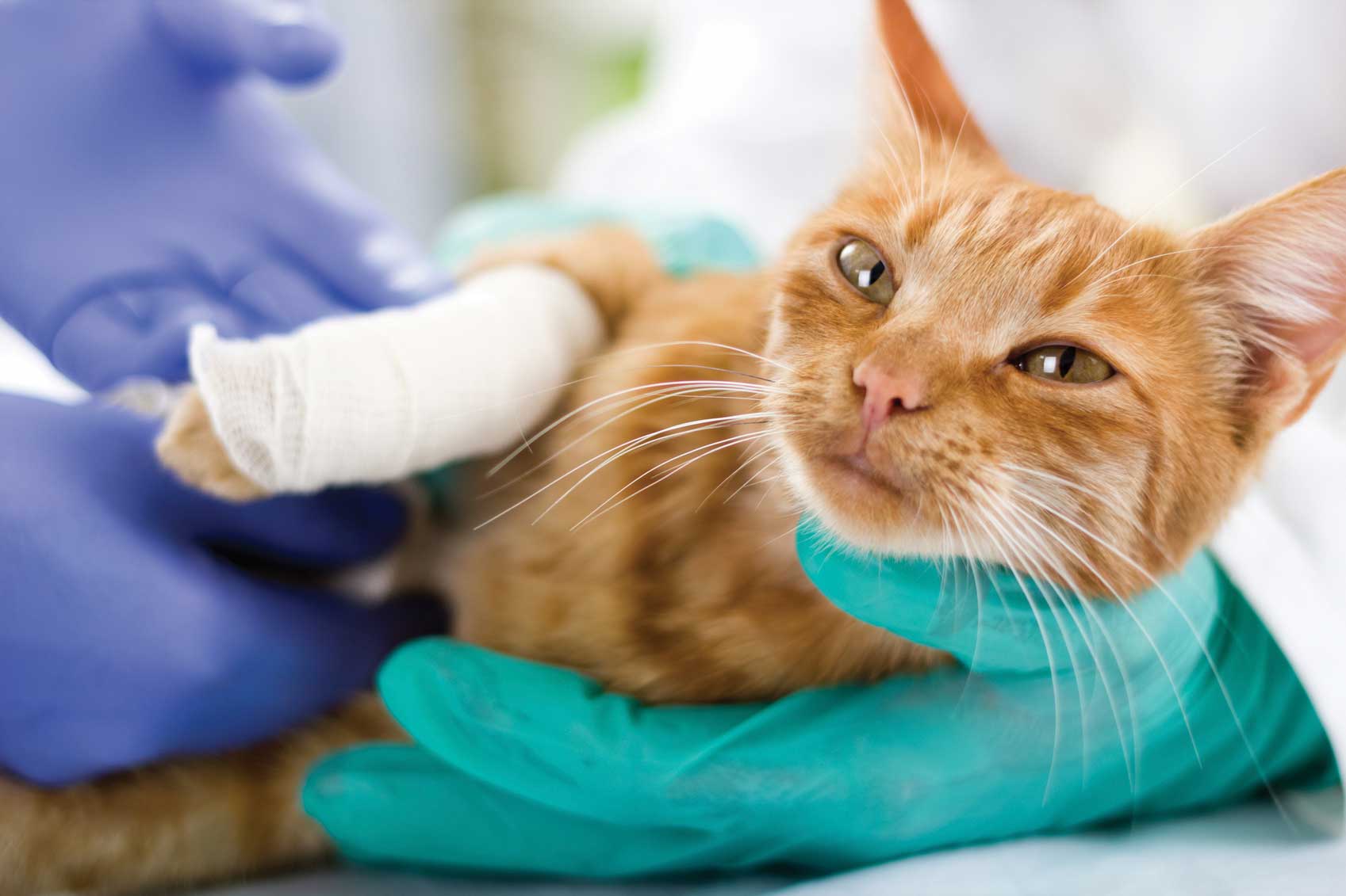 cuidado de gatos en reus clínica veterinaria Reus VEt