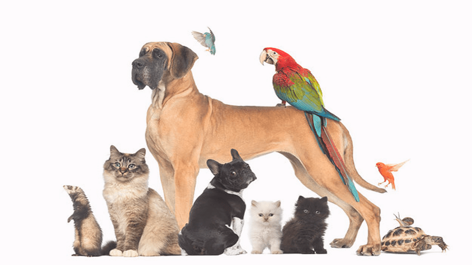 cuidado de mascotas y animales de compañía en Reus