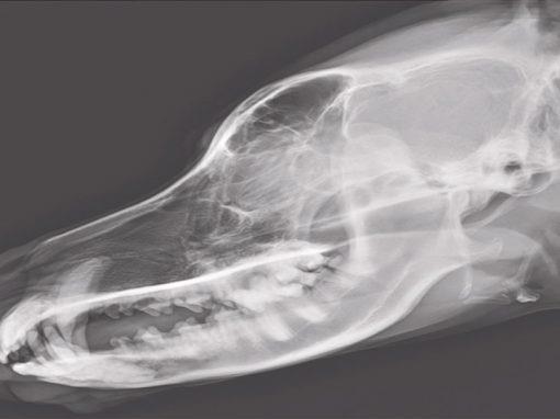 radiologia para mascotas en Reus