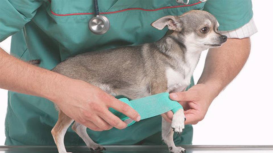 Traumatologia para mascotas en Reus