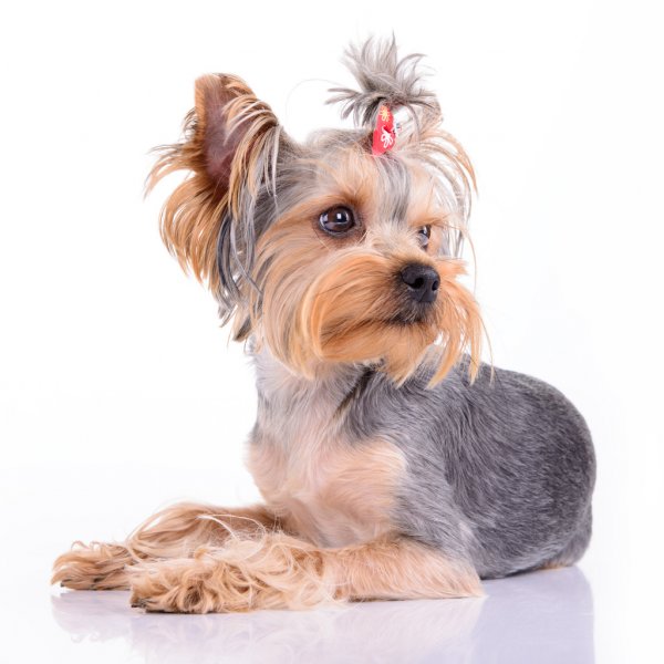 peluquería canina en reus peluquería para mascotas