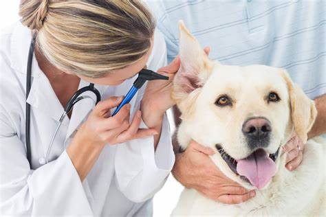 hospital veterinario en reus perros hospital veterinario en reus perros
