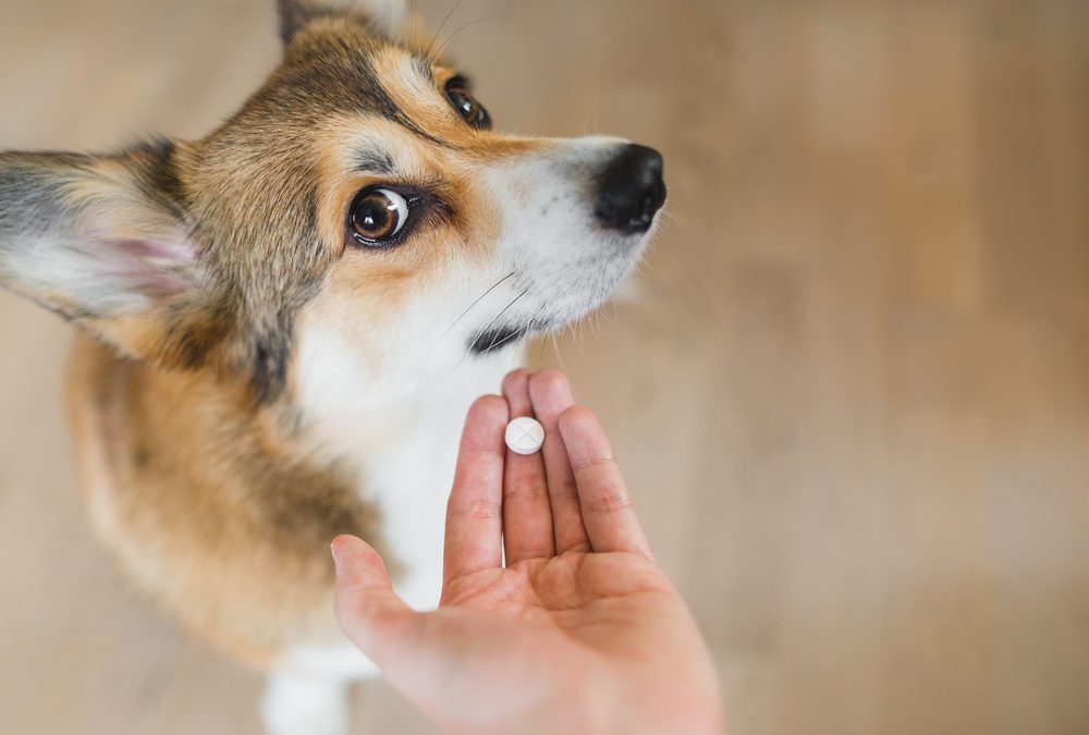 los peligros de automedicar tu mascota por que no debes medicar tu perro o gato con medicamentos para humanos