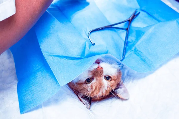Cirugía veterinaria en Reus