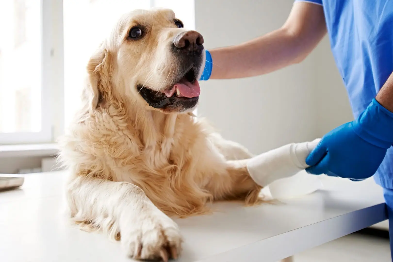 Hospital veterinario en Reus