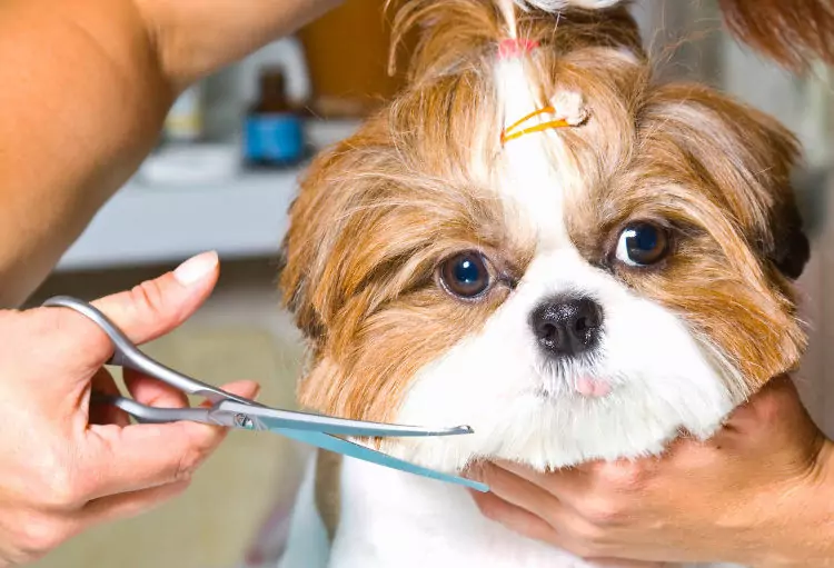 Peluquería canina en Reus