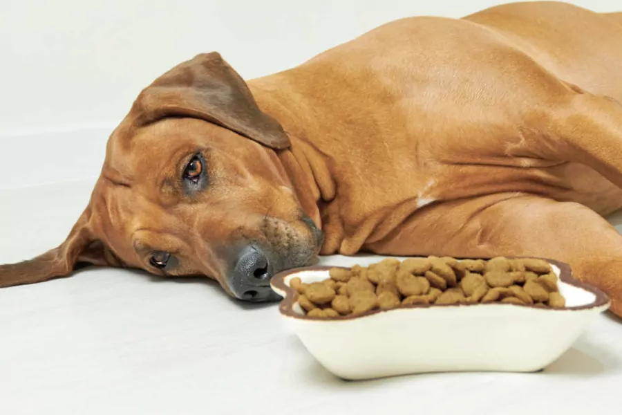 perro no come en verano