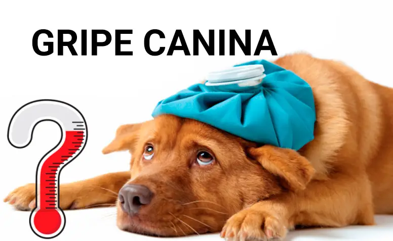 La gripe canina – sintomas y cuando llamar al veterinario